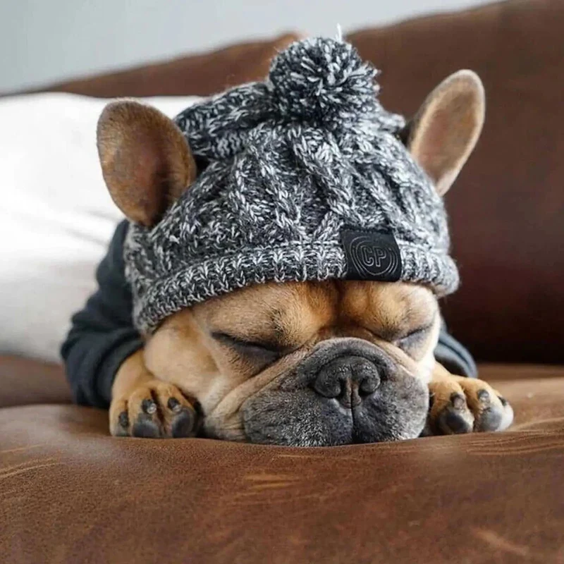 Bonnet coupe-vent pour chien