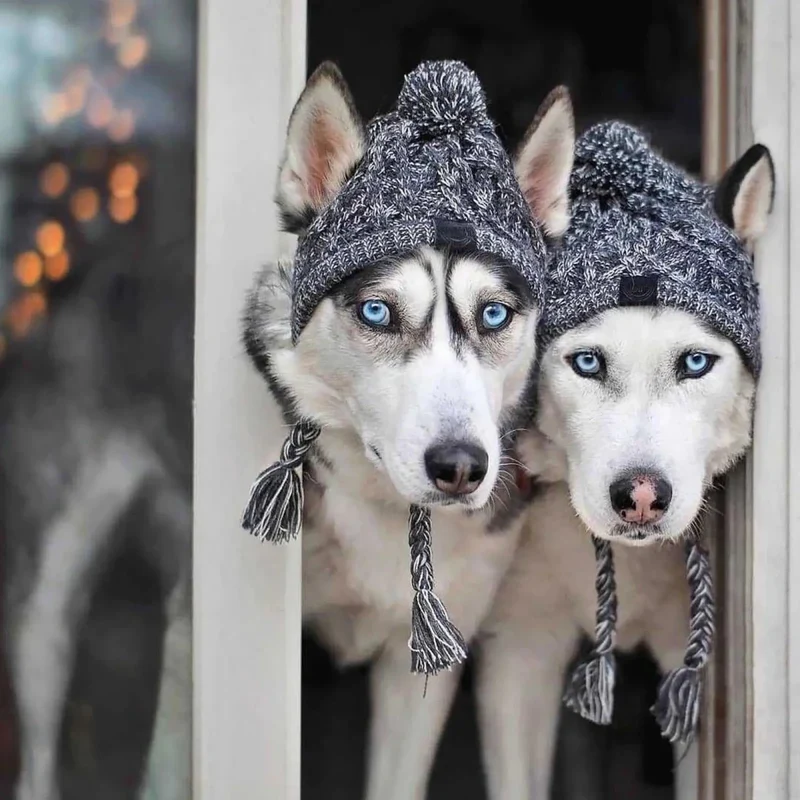 Bonnet coupe-vent pour chien