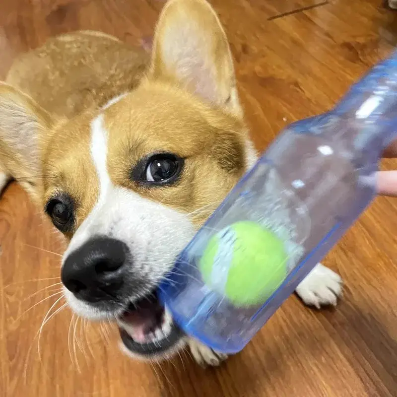 Bouteille avec balle pour chien