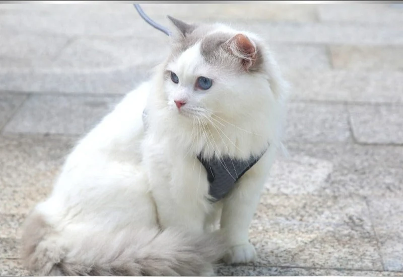 Harnais pour chat réglable et respirant – idéal Maine Coon & grands chats