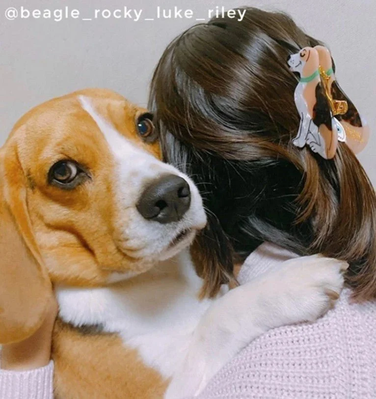 Pince à cheveux Beagle – L’accessoire joyeux & fidèle