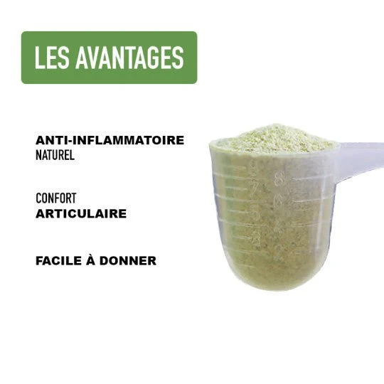 Poudre de Moule Verte – Mobilité & Vitalité naturelle