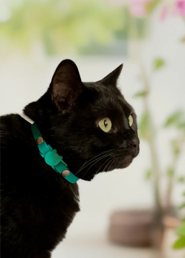 Collier Chat Anti-Étranglement Personnalisé Biothane 9mm - Fait Main France
