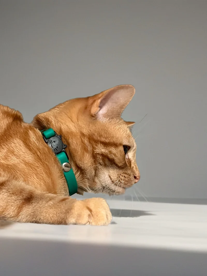 Collier Chat Anti-Étranglement Personnalisé Biothane 9mm - Fait Main France