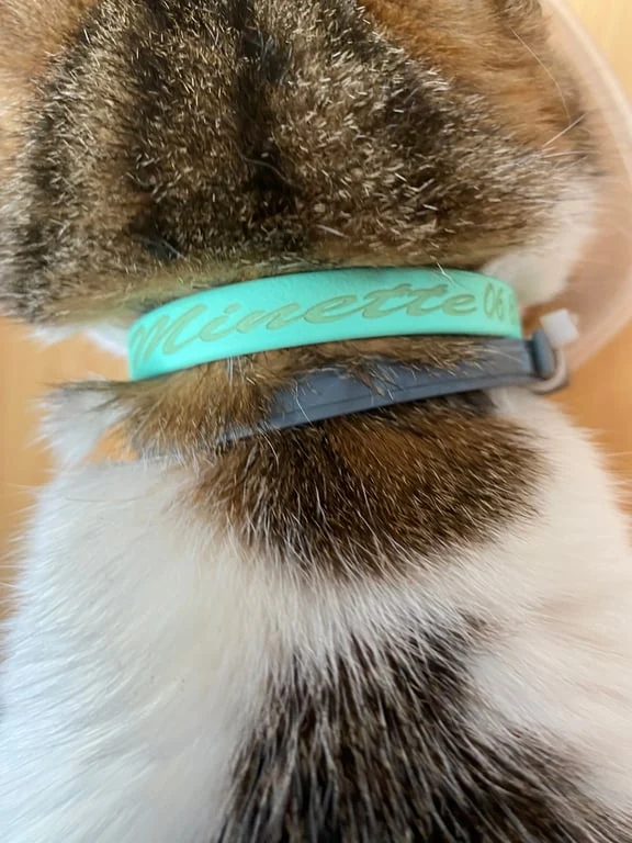 Collier Chat Anti-Étranglement Personnalisé Biothane 9mm - Fait Main France
