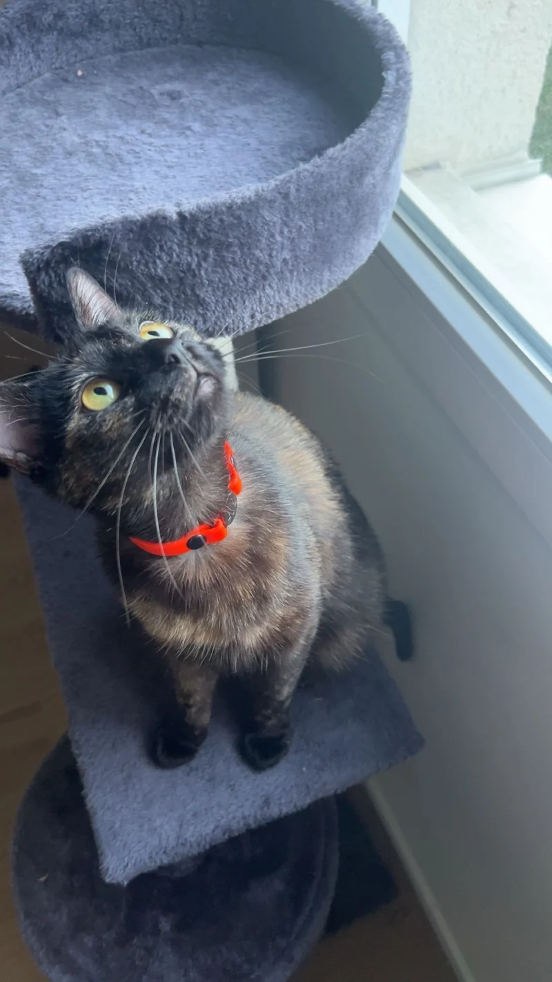 Collier Chat Anti-Étranglement Personnalisé Biothane 9mm - Fait Main France