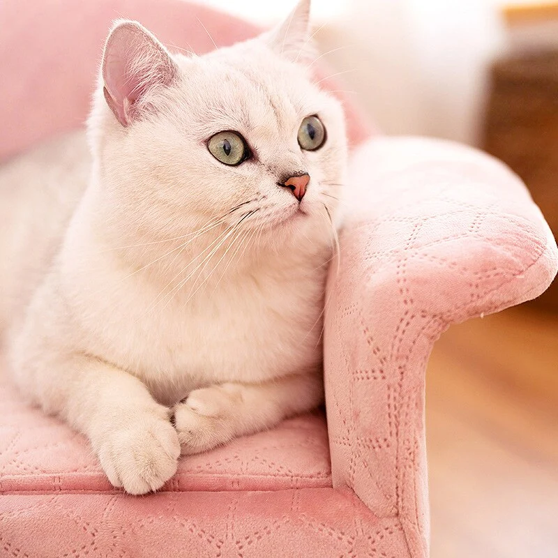 Canapé pour chat