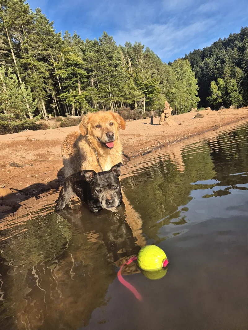 Balle flottante Pattababoune pour chien bande en Biothane - Lancer & jeux aquatiques
