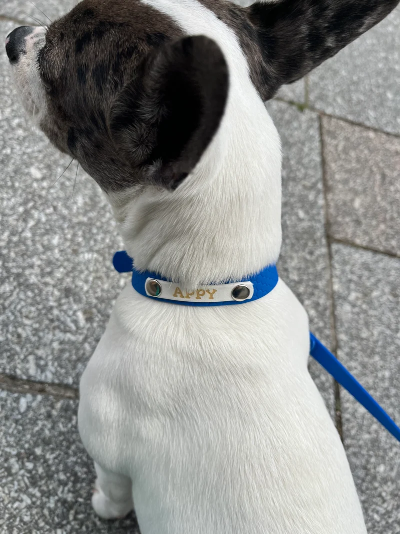 Collier personnalisé pour chien et chat - Hexa 16 mm - Spéciale Pattababoune