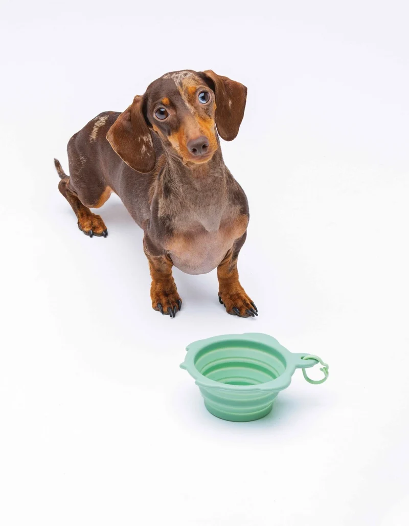 Bol de voyage tortue – silicone pliable 200 ml 🐾