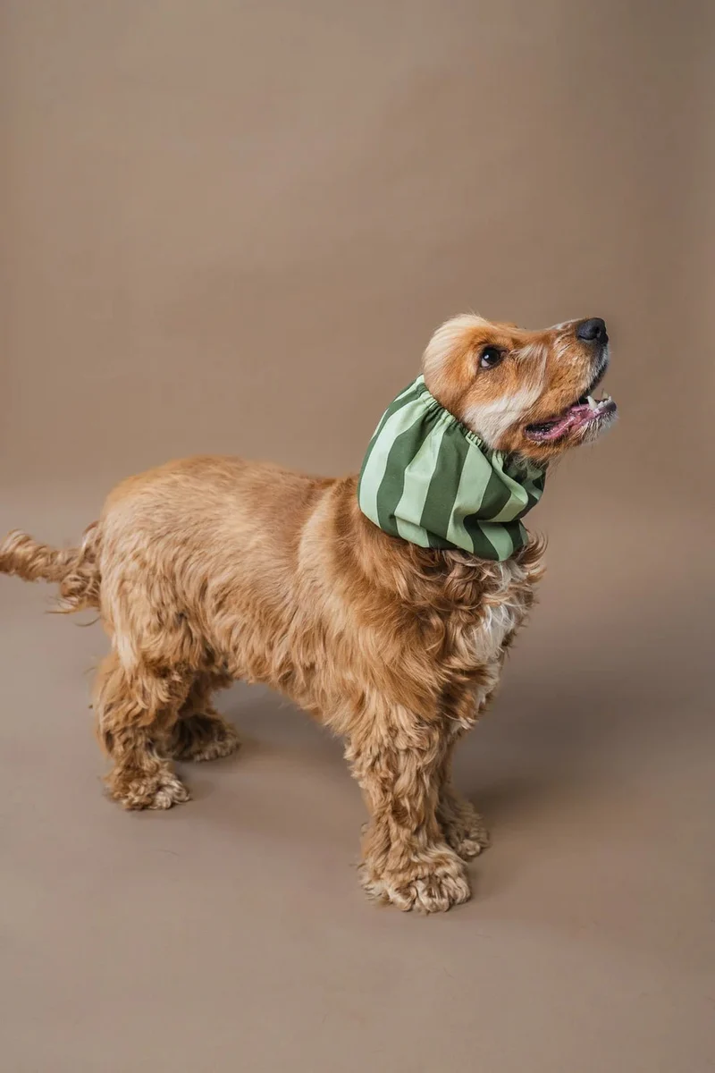 Snood coton pour chien vert – protection oreille chic