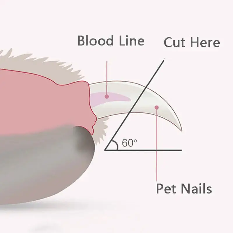 Appareil pour couper les ongles des chiens