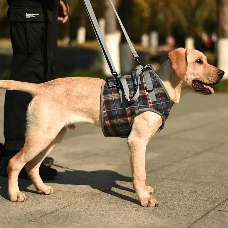 Harnais de portage pour gros chien