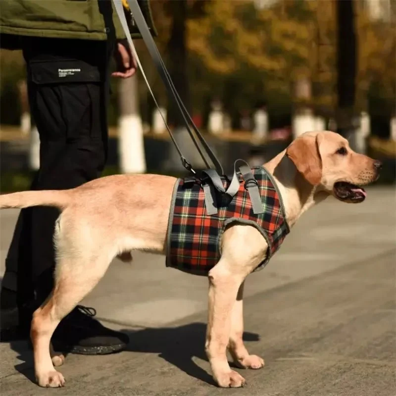 Harnais de portage pour gros chien
