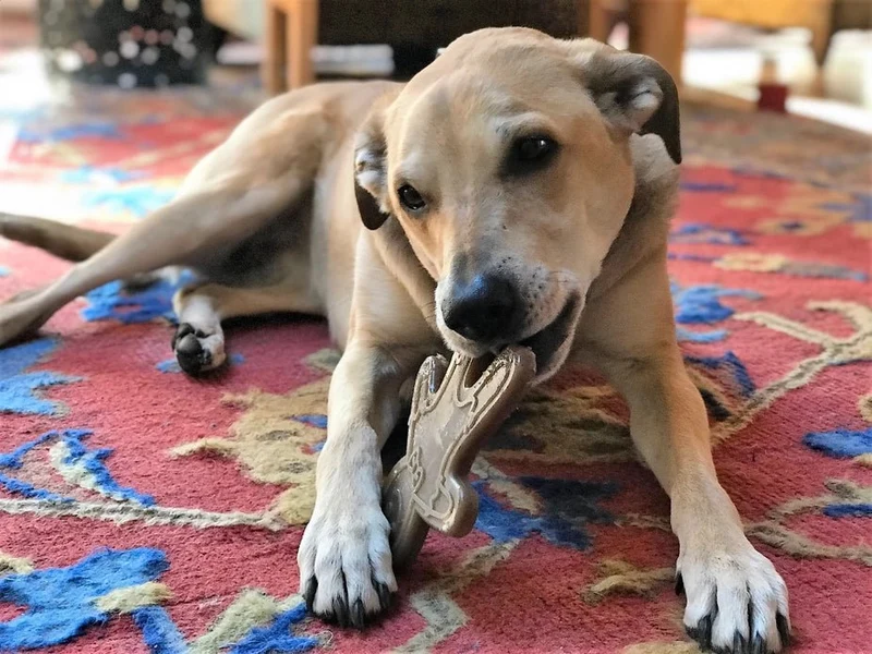 Jouet de Noël à Mâcher ou à Lécher Pour Chien – Pain d’Épices 🎄