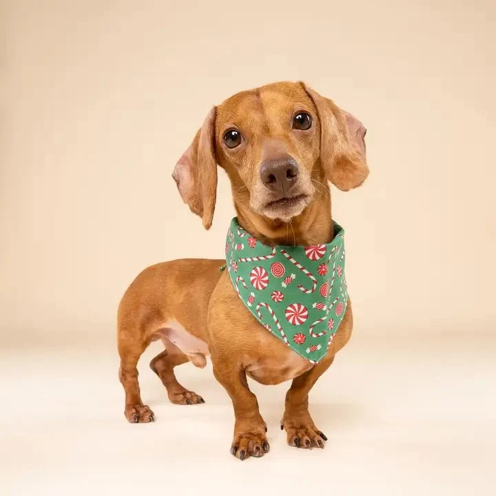 Bandana De Noël Pour Chien – Sucre D’Orge