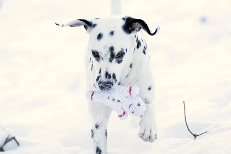 Jouet en corde pour chien de Noël - Shawn le Bonhomme de Neige