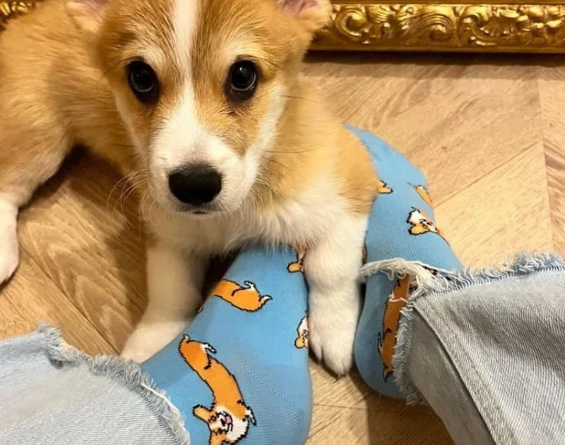 Chaussettes Corgi – Tendresse & humour made in France