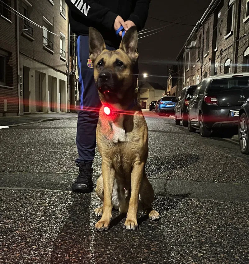 Lumière LED sécurité pour chien et chat - Rechargeable USB