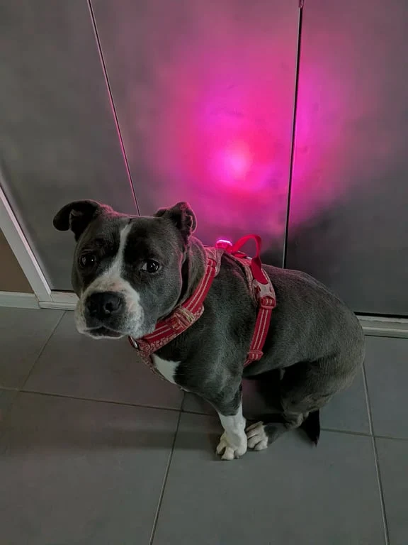 Lumière LED sécurité pour chien et chat - Rechargeable USB