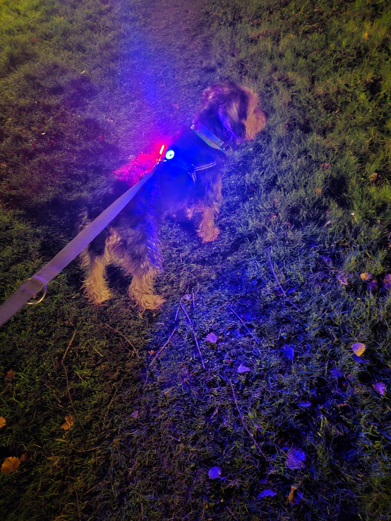 Lumière LED sécurité pour chien et chat - Rechargeable USB