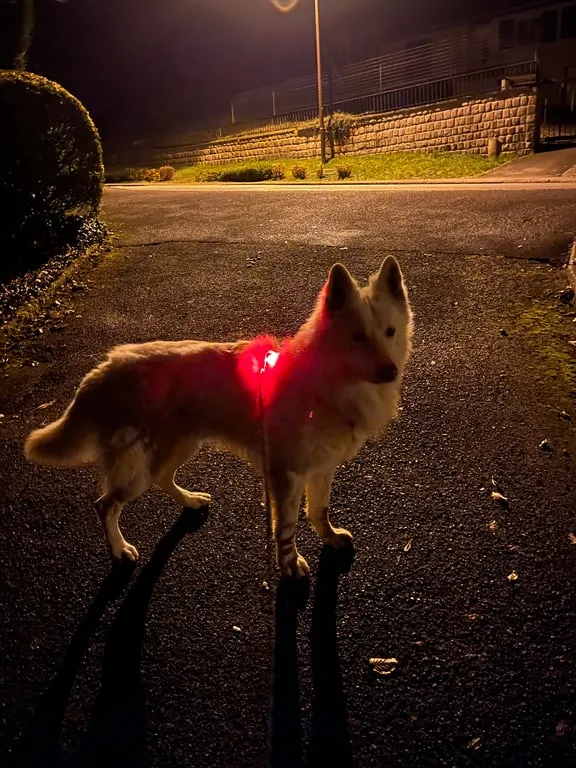 Lumière LED sécurité pour chien et chat - Rechargeable USB