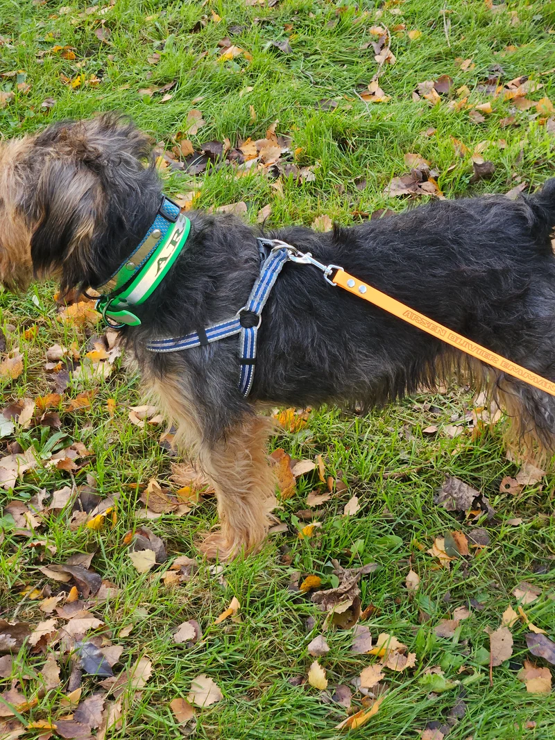 Collier réfléchissant personnalisé pour chien en biothane 25 mm - Gravure laser