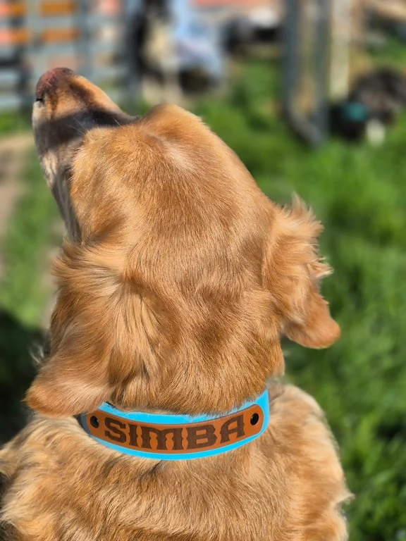 Collier pour chien spéciale Pattababoune en biothane 38 mm - Gravure laser