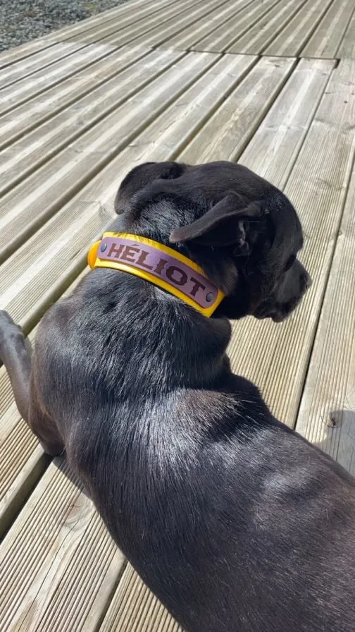 Collier pour chien spéciale Pattababoune en biothane 38 mm - Gravure laser