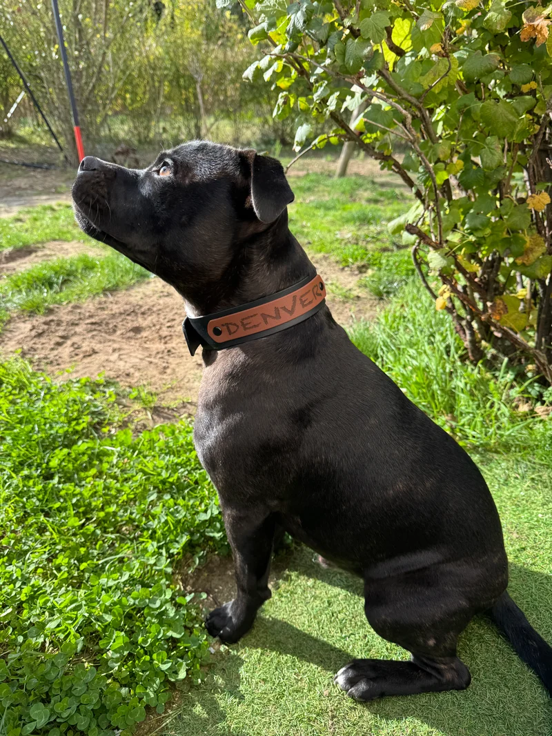 Collier pour chien spéciale Pattababoune en biothane 38 mm - Gravure laser