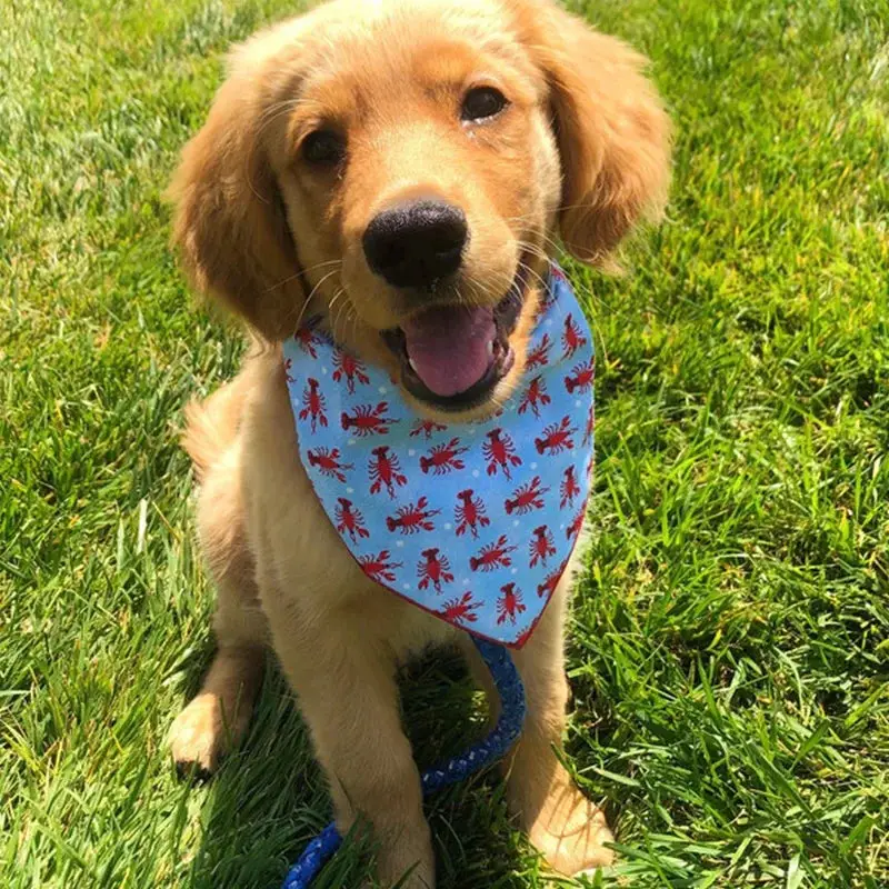 Bandana colorer pour chien