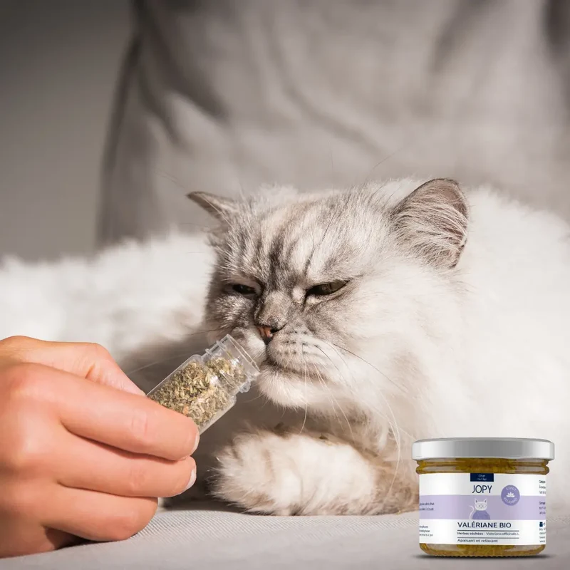 Valériane Séchée Jopy pour Chat