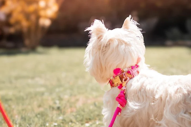 Collier bijoux EM pour chien Bohème Frimousse Dog