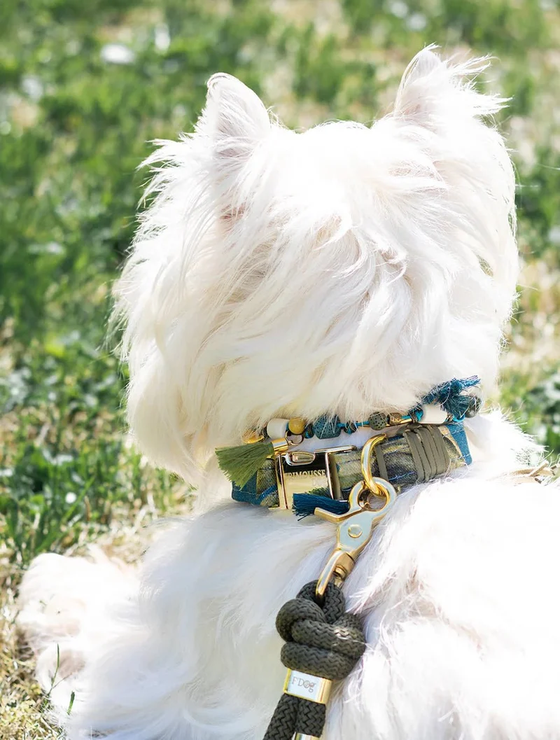 Collier pour chien Balthazar bleu & doré