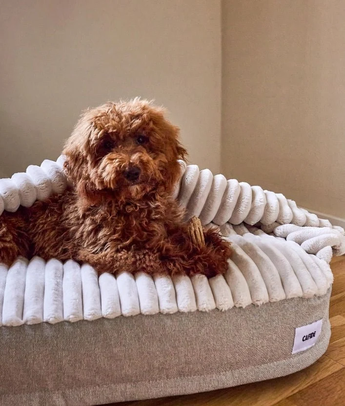 Lit pour chien à capuche en chenille beige, Maso
