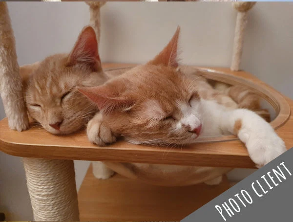 Arbre à chat Maine Coon en bois 130 cm – Modèle Copecito