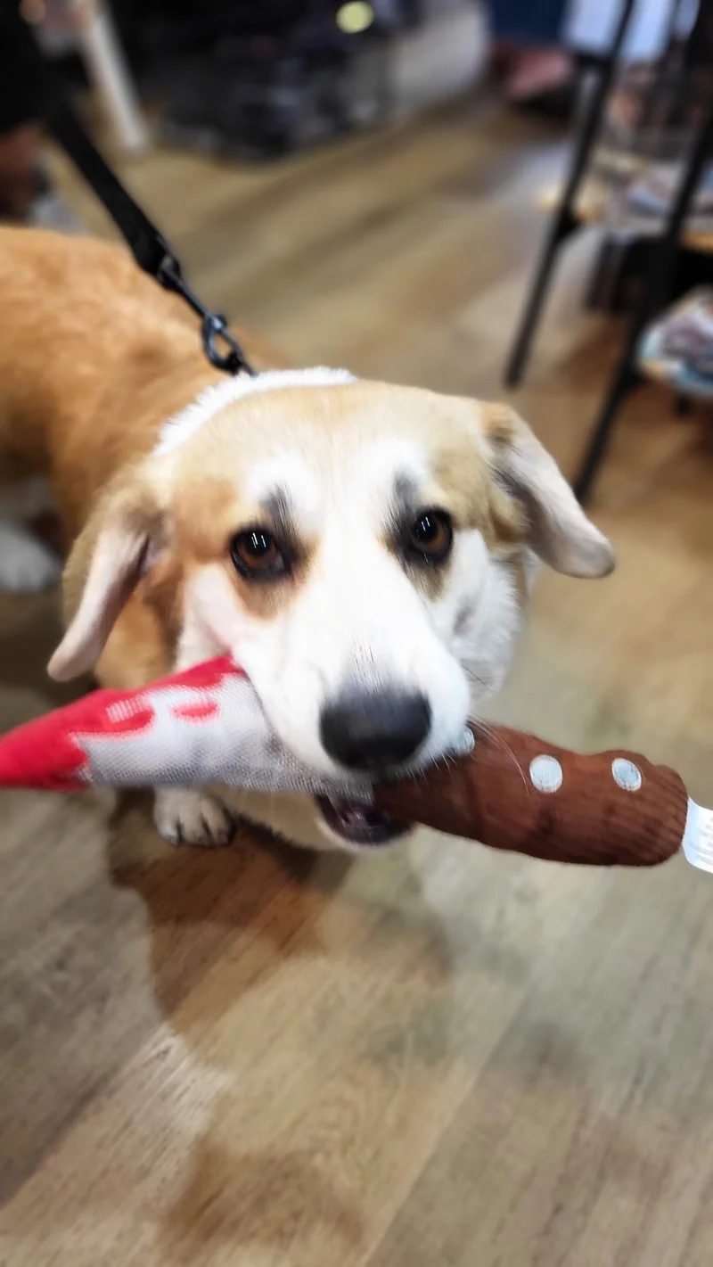 Jouet en peluche pour chien - Howling Haunts - Couteau Halloween 🔪