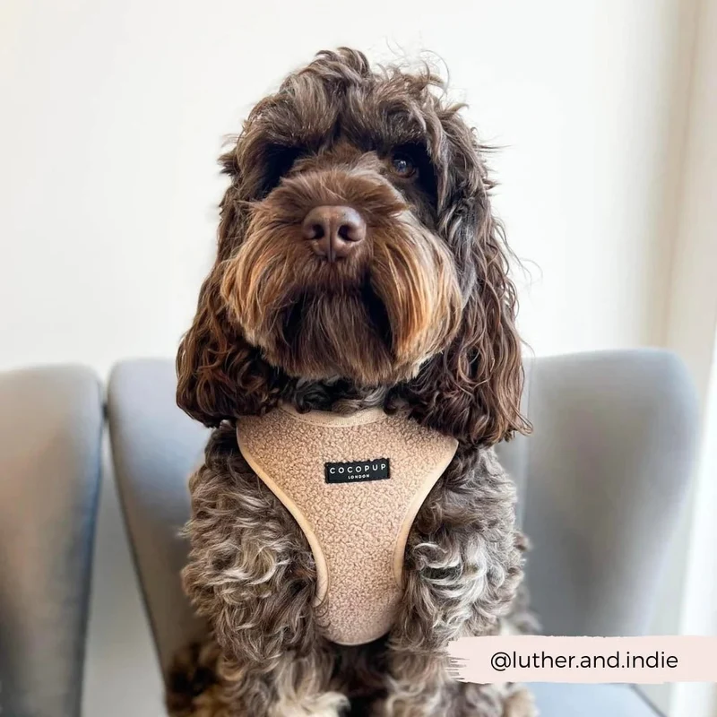 Harnais chien Teddy Rupert en H – doux, cosy & ajustable