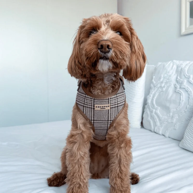 Harnais chien Pup Plaid ajustable en H – chic & sécurisé