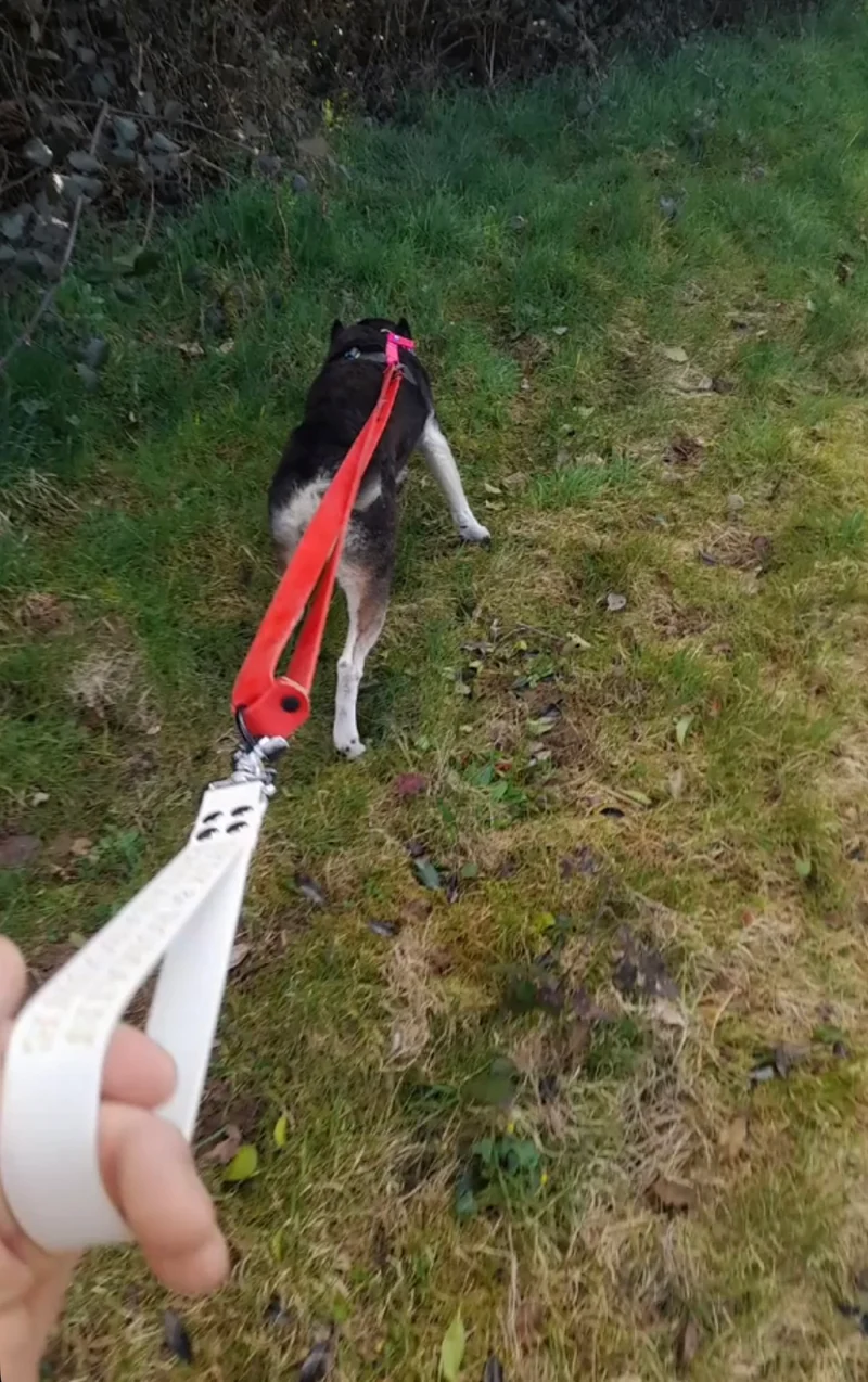 Poignée personnalisée pour chien en biothane 25 mm - Gravure laser | Fabriquée en France