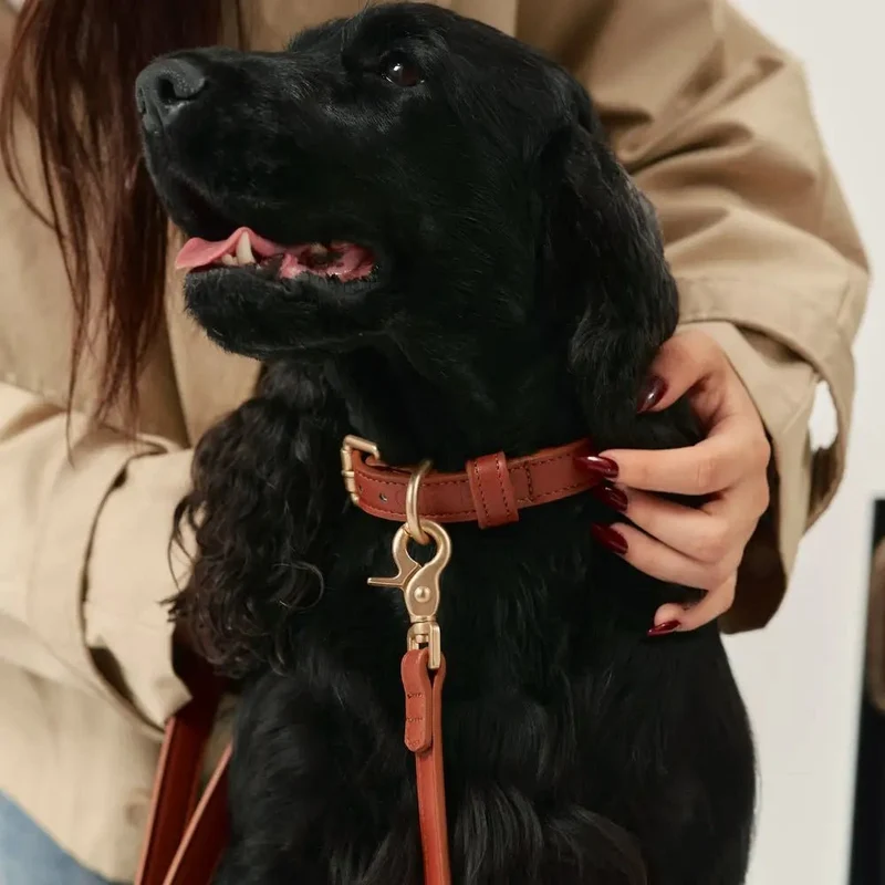 Collier pour Chien en Cuir Vegan Marron Camel – Jala