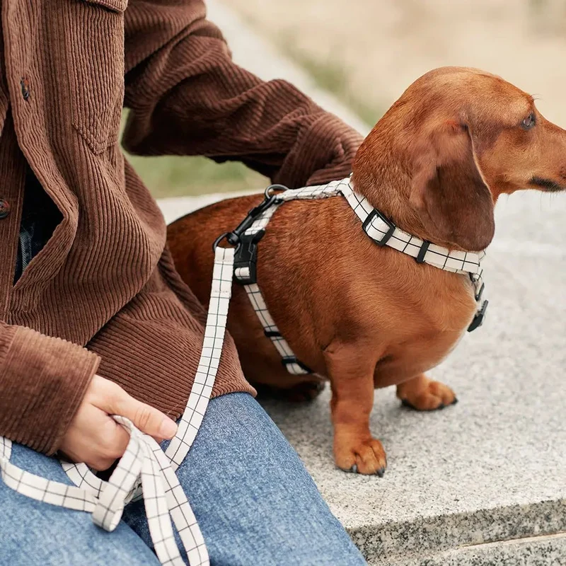Harnais en Y pour Chien Éco-responsable – Beige à Carreaux Juno