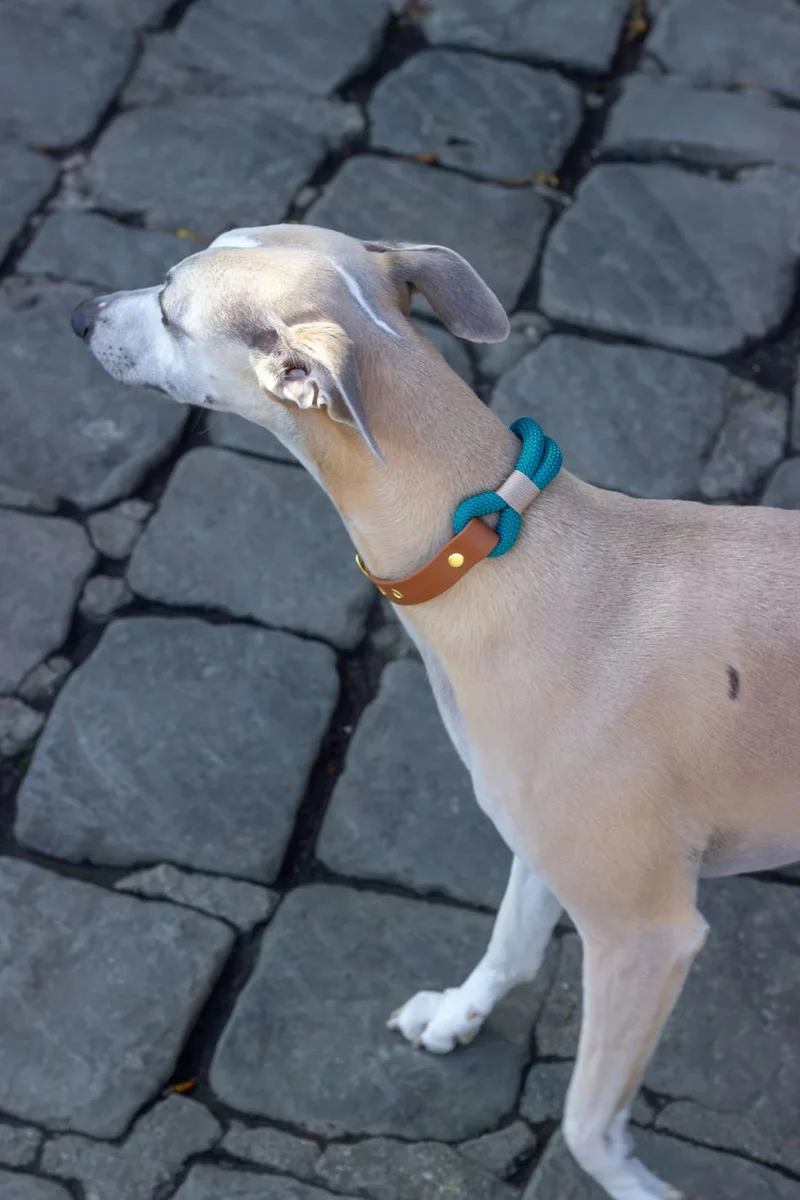 Collier corde & Biothane vert émeraude – Chic & résistant