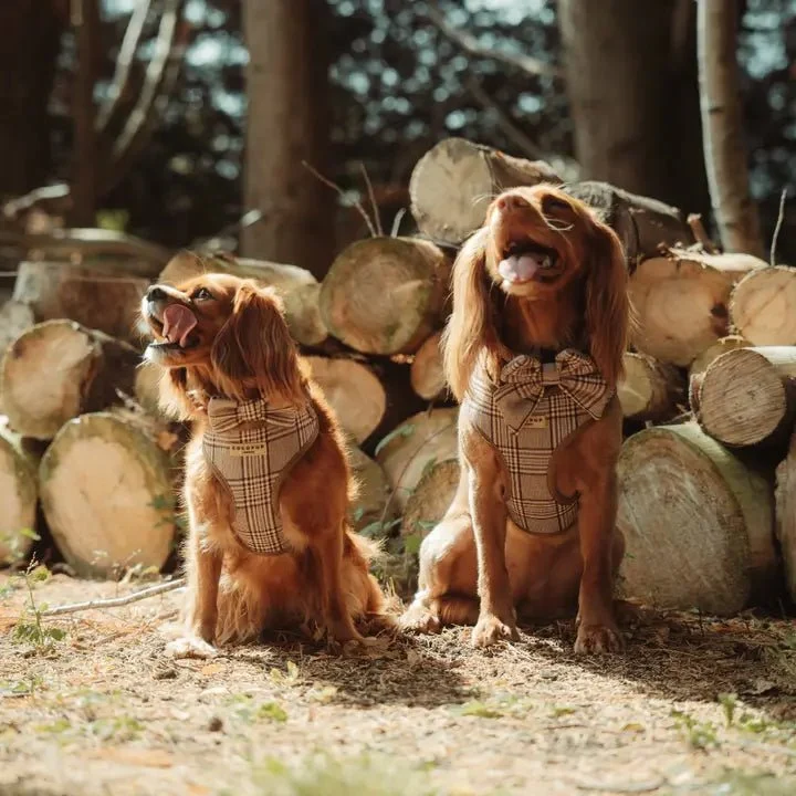 Nœud papillon Pup Plaid – chic & facile à attacher