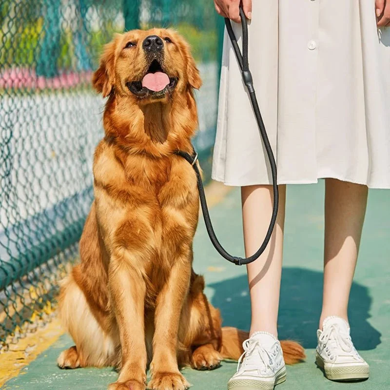 Laisse lasso pour chien 1m50