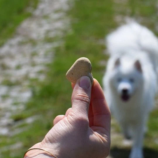 Petit Écart Atavik – Biscuit chien canard & orange, sans céréales, cuit au four
