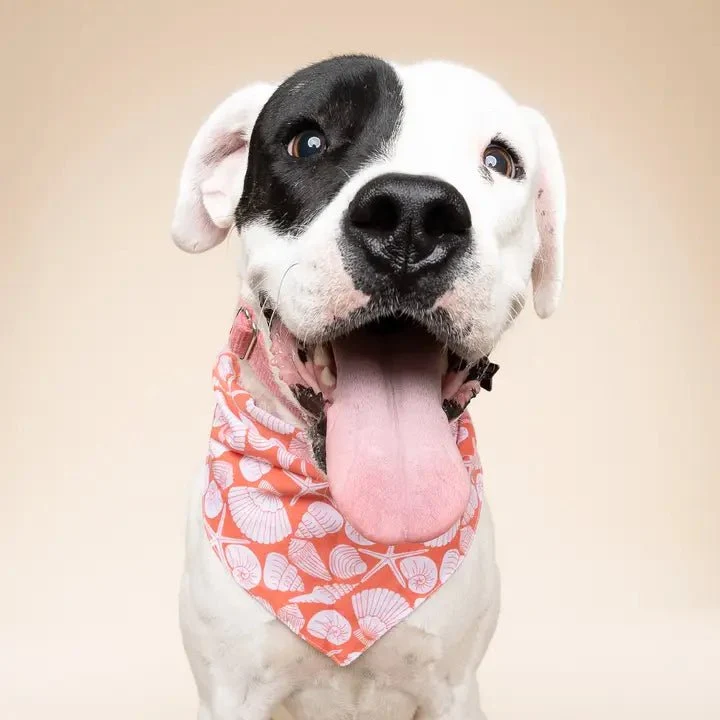 Bandana pour chien en coton – Motif Coquillages