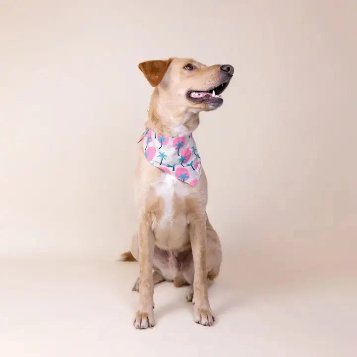 Bandana pour chien en coton – Motif Soleil & Palmier
