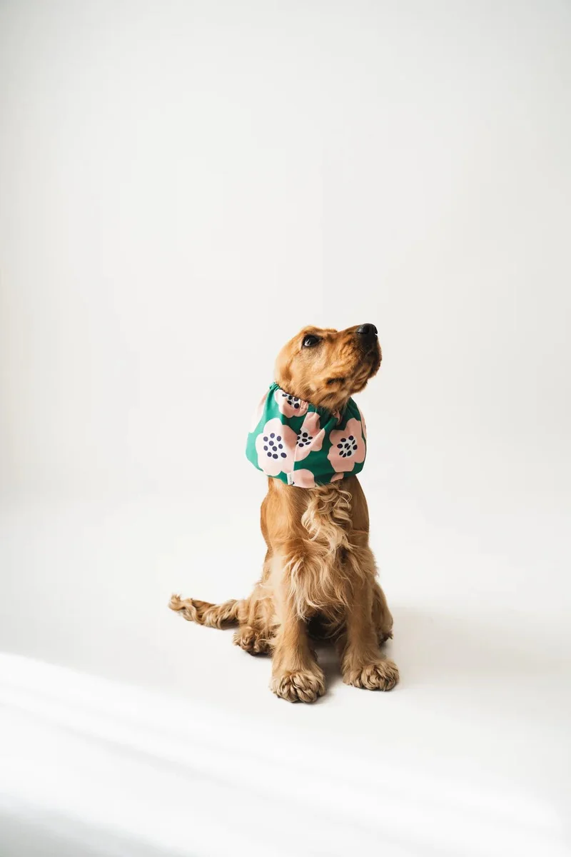 Snood pour chien motif fleurs – Confort & couleur – Lou & Co.