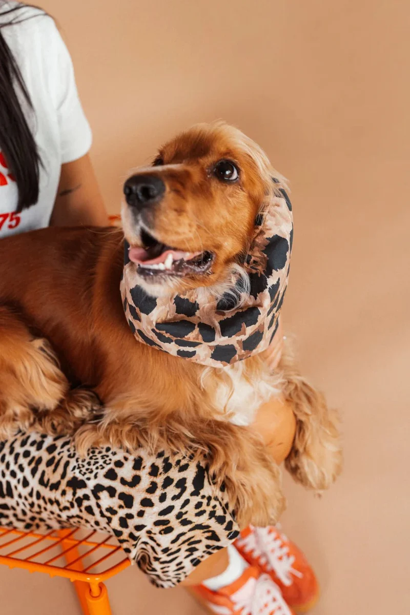Snood pour chien imprimé léopard – Confort & style – Lou & Co.